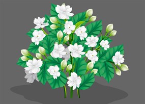 茉莉花种植flash动画